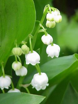 Convallaria majuscula3.jpg