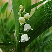 Convallaria majuscula5.jpg